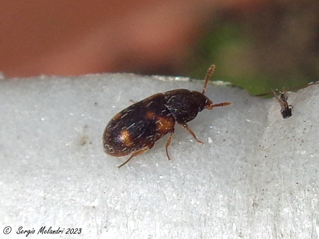 Mycetophagidae? S, forse Mycetophagus quadriguttatus